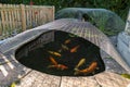 Koi carp fish in a pond with a mesh cover heron protector and picket fence surround