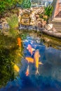 Koi carp fish pond with stone, rockery waterfall in a garden or back yard as a water feature for pet fish Royalty Free Stock Photo