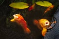 Koi carp fish in a pond. Two large fish are coming to the surface with their mouths open. There are two lily pads in the pond Royalty Free Stock Photo