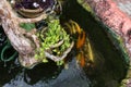 Koi carp fish swimming in a pond