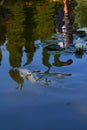 White koi carp fish swimming in pond with lotus flowers Royalty Free Stock Photo