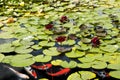 Koi Carp Fish swims among red water lily in pond Royalty Free Stock Photo