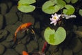 Koi Carp Fish swims among water lily in the water