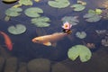 Koi Carp Fish swims among water lily in the water