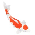 Koi carp fish Watercolor painting. Watercolor hand painted cute animal illustrations