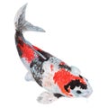 Koi carp fish Watercolor painting. Watercolor hand painted cute animal illustrations