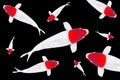 Koi carp fish, white with red dot koi fish TANCHO isolated on black background Royalty Free Stock Photo