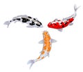 Koi carp fishes vector illustration. Japanese koi fish isolated on white background, chinese goldfish image. Isolated