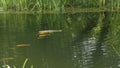 Koi carp in garden pond. Floating fish in water