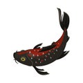 Koi carp icon, beautiful pond japanese animal Royalty Free Stock Photo