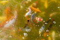 Koi carp in a muddy pool Royalty Free Stock Photo