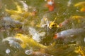 Koi carp in a muddy pool Royalty Free Stock Photo