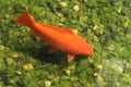 Koi carp Royalty Free Stock Photo