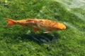 Koi carp Royalty Free Stock Photo