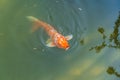 The koi carp in the pond floated to the surface Royalty Free Stock Photo