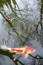 Koi carp in the pond Royalty Free Stock Photo