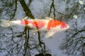 Koi carp in the pond Royalty Free Stock Photo