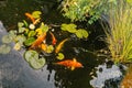 Koi carp in a pond seen from above, just after feeding. Reeds and water lillies are in the pond Royalty Free Stock Photo