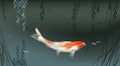 Koi carp in pond Royalty Free Stock Photo