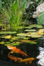 Koi carp in a pond with waterlilies and a waterfall