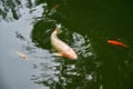 Koi carp surrounded by small red fishes Royalty Free Stock Photo