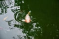 Koi carp surrounded by small red fishes Royalty Free Stock Photo