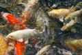 Koi Carp swarming in the pond at natural outdoor Zoo, Thailand. Big group of colourful fish.