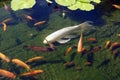 Koi carp swimming in shallow pool