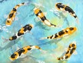 Koi carps on an abstract background of watercolor stains