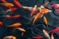 Koi Carps Fish Japanese swimming