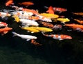 Koi Carps Fish Japanese swimming Cyprinus carpio beautiful color variations natural organic.