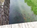 Koi Carps in Green Water