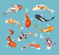 Koi carps. Koi japanese fish vector illustration. Chinese goldfish. Koi symbol of wealth.