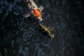 Koi carps in a pond Royalty Free Stock Photo