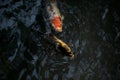 Koi carps in a pond Royalty Free Stock Photo