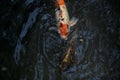 Koi carps in a pond Royalty Free Stock Photo