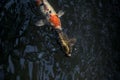 Koi carps in a pond Royalty Free Stock Photo