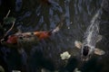 Koi carps in a pond Royalty Free Stock Photo