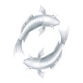 Vector koi carps realistic fish eastern symbol