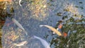 Koi carps swim in the pond, screensaver for relaxation top view dynamic shooting