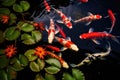 Carp orange nature koi garden fish pond goldfish red water