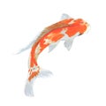 Koi fish Hand drawn sketch and watercolor illustrations. Watercolor painting Koi fish. Koi fish Illustration isolat