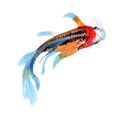 Koi fish illustration watercolor painting.Watercolor hand painted.illustration of a koi fish isolated. on