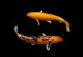 Koi Fancy carp Royalty Free Stock Photo