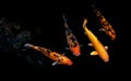 Koi Fancy carp Royalty Free Stock Photo