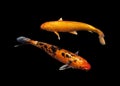 Koi Fancy carp Royalty Free Stock Photo