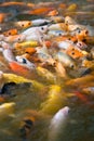 Koi feeding frenzy (2) Royalty Free Stock Photo