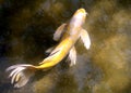 Koi Fish Royalty Free Stock Photo