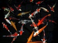 Koi fish Royalty Free Stock Photo