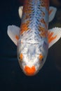 Koi Fish